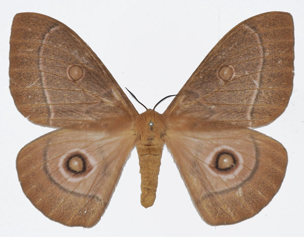 /filer/webapps/moths/media/images/P/pagei_Bunaeopsis_AF_Basquina.jpg