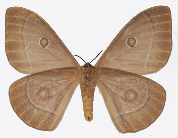 /filer/webapps/moths/media/images/P/pagei_Bunaeopsis_AF_Basquinb.jpg