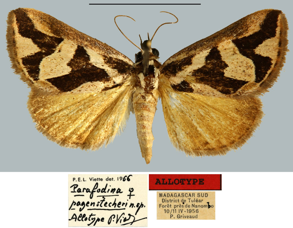 /filer/webapps/moths/media/images/P/pagenstecheri_Parafodina_AT_MNHN.jpg