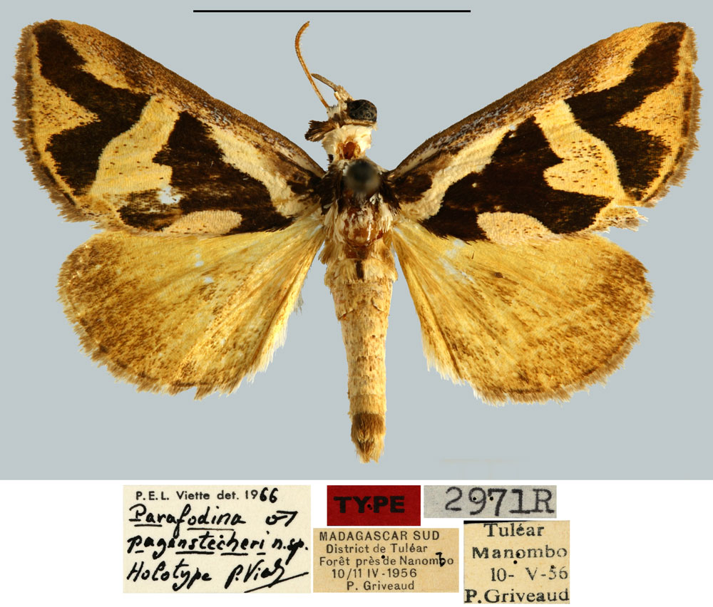 /filer/webapps/moths/media/images/P/pagenstecheri_Parafodina_HT_MNHN.jpg