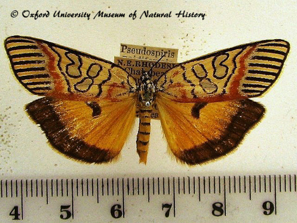 /filer/webapps/moths/media/images/P/paidiformis_Pseudospiris_A_OUMNH_01.jpg