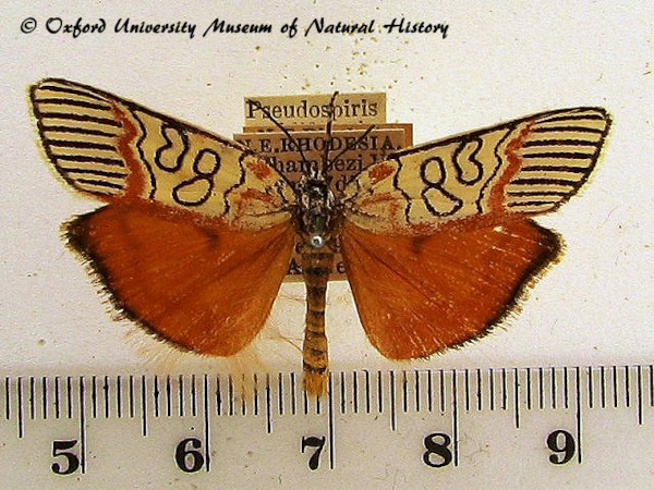 /filer/webapps/moths/media/images/P/paidiformis_Pseudospiris_A_OUMNH_02.jpg