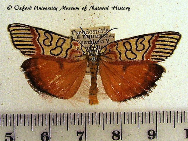 /filer/webapps/moths/media/images/P/paidiformis_Pseudospiris_A_OUMNH_03.jpg