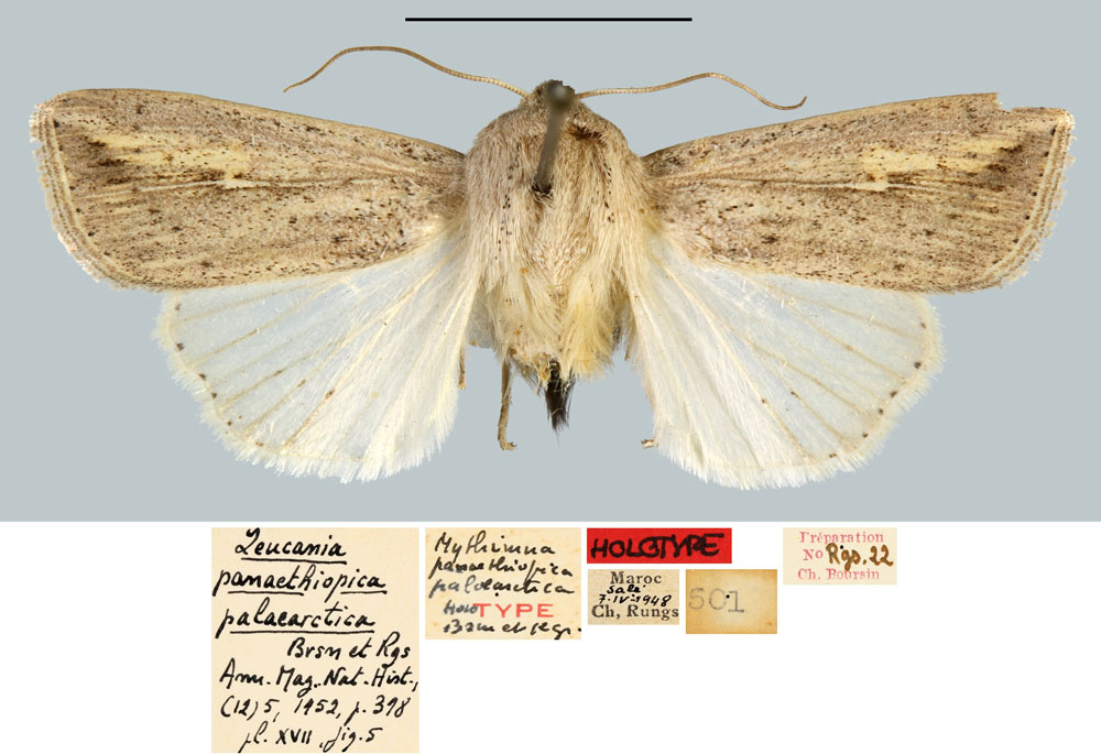/filer/webapps/moths/media/images/P/palaearctica_Leucania_HT_MNHN.jpg