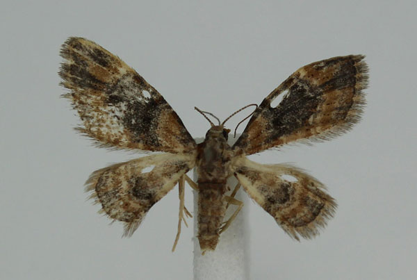 /filer/webapps/moths/media/images/P/palaearctica_Pasiphila_A_JMonks_01.jpg