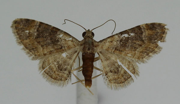 /filer/webapps/moths/media/images/P/palaearctica_Pasiphila_A_JMonks_03.jpg