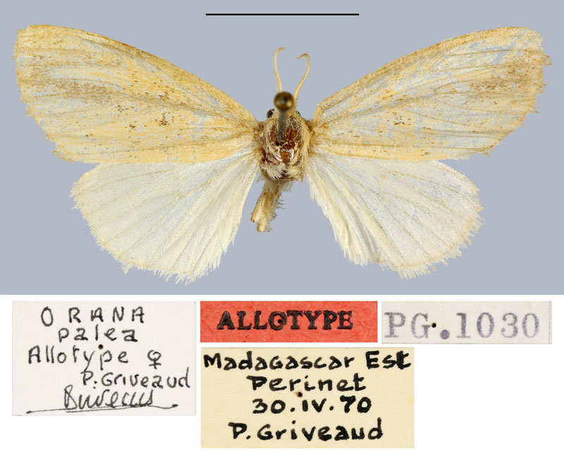 /filer/webapps/moths/media/images/P/palea_Orana_AT_MNHN.jpg