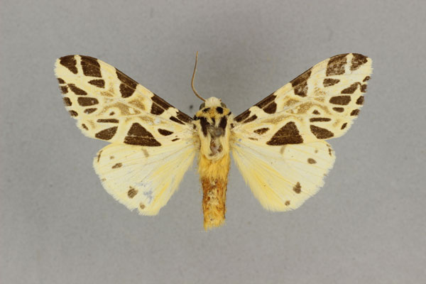/filer/webapps/moths/media/images/P/paleacea_Kiriakoffalia_AM_BMNH.jpg