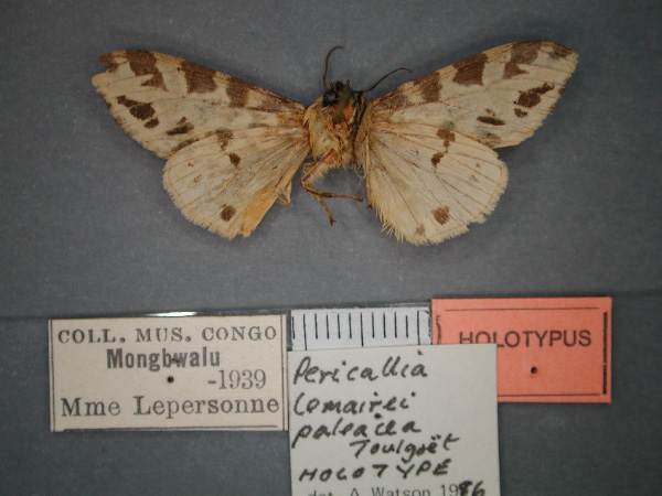 /filer/webapps/moths/media/images/P/paleacea_Kiriakoffalia_HT_RMCA_02.jpg