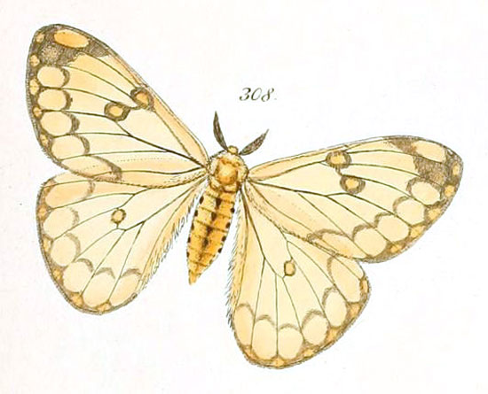 /filer/webapps/moths/media/images/P/paleacea_Pseudaphelia_HT_HS_79_308.jpg