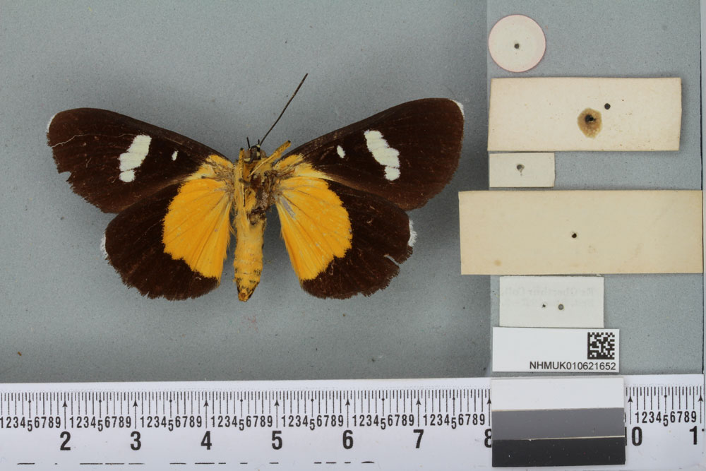/filer/webapps/moths/media/images/P/pales_Agarista_HT_BMNHb.jpg