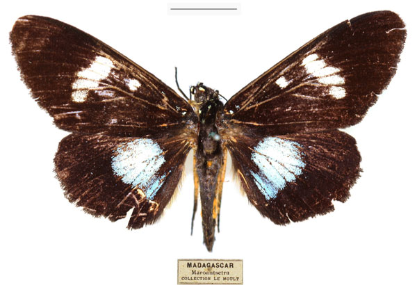 /filer/webapps/moths/media/images/P/pales_Rothia_AF_RBINS_01.jpg
