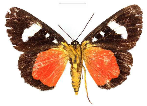 /filer/webapps/moths/media/images/P/pales_Rothia_AF_RBINS_02.jpg