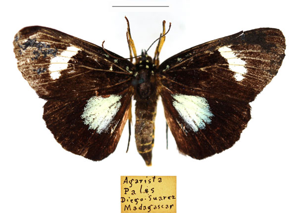 /filer/webapps/moths/media/images/P/pales_Rothia_AM_RBINSa.jpg