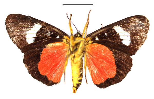 /filer/webapps/moths/media/images/P/pales_Rothia_AM_RBINSb.jpg