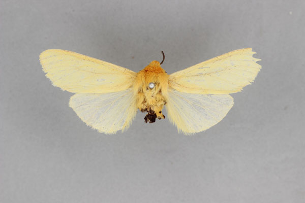 /filer/webapps/moths/media/images/P/pales_Spilosoma_HT_BMNH.jpg