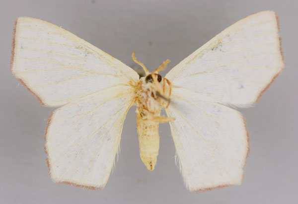 /filer/webapps/moths/media/images/P/palimpais_Xenochroma_A_ZSM_02.jpg