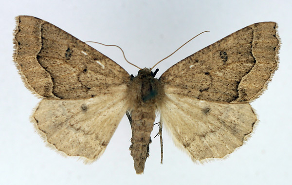 /filer/webapps/moths/media/images/P/paliscia_Aethiopodes_AF_TMSA.jpg