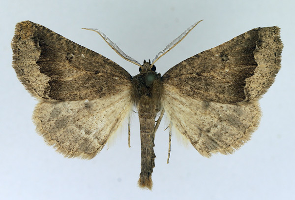 /filer/webapps/moths/media/images/P/paliscia_Aethiopodes_AM_TMSA.jpg