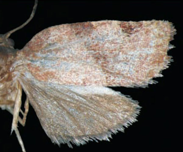 /filer/webapps/moths/media/images/P/palladinoi_Choristoneura_HT_Trematerra.jpg