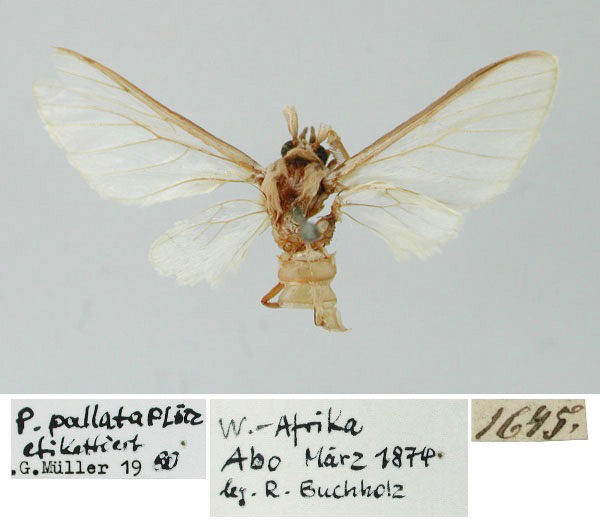 /filer/webapps/moths/media/images/P/pallata_Apisa_HT_ZMHB.jpg