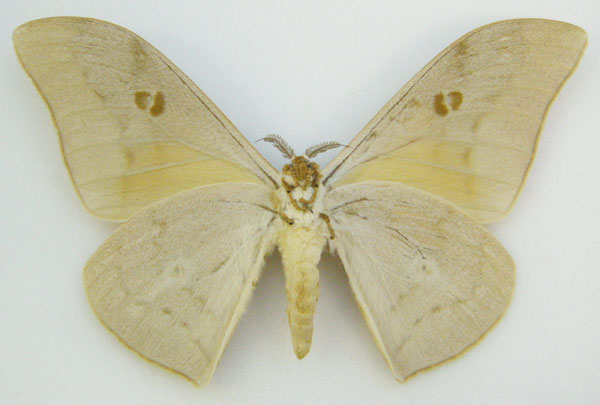 /filer/webapps/moths/media/images/P/pallens_Bunaea_HT_NHMUKb.jpg
