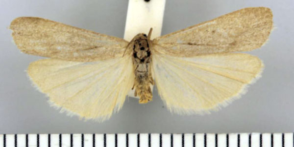 /filer/webapps/moths/media/images/P/pallens_Entephrilema_PTF_TMSA.jpg
