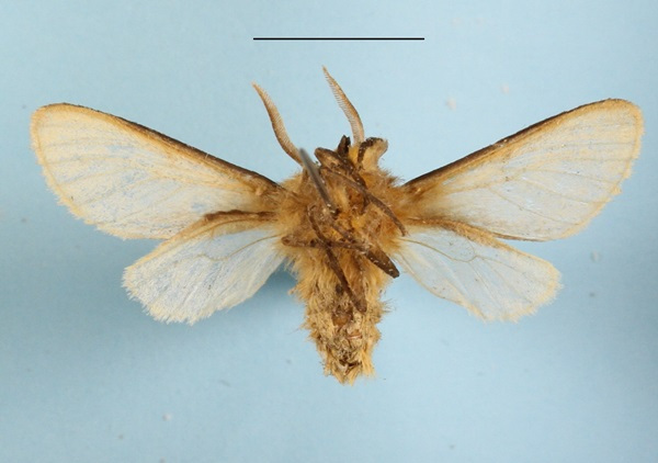 /filer/webapps/moths/media/images/P/pallens_Metarctia_A_MGCLb_01_5tFennQ.JPG
