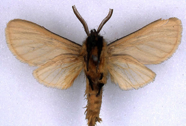 /filer/webapps/moths/media/images/P/pallens_Metarctia_HT_BMNH_02.jpg