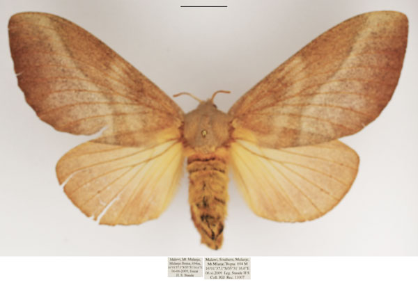/filer/webapps/moths/media/images/P/pallens_Pallastica_AF_TMSA_01.jpg