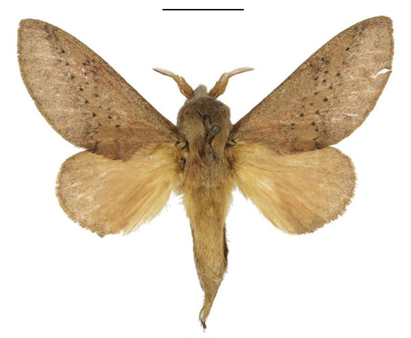 /filer/webapps/moths/media/images/P/pallens_Pallastica_AM_ANHRT_01.jpg