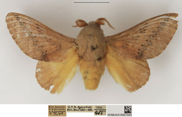 /filer/webapps/moths/media/images/P/pallens_Pallastica_AM_NHMUK.jpg