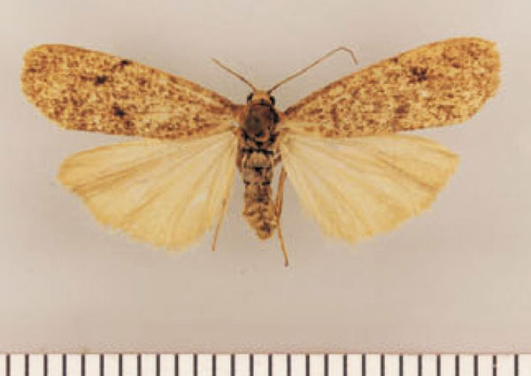 /filer/webapps/moths/media/images/P/pallens_Pasteosia_PTF_TMSA.jpg