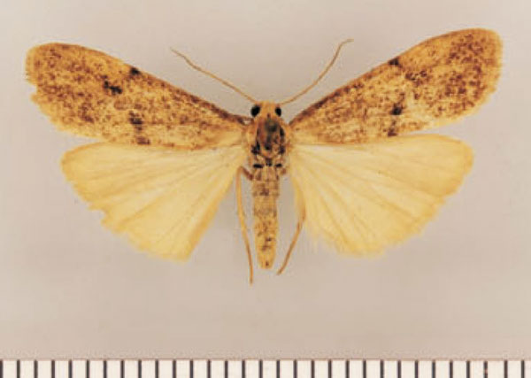 /filer/webapps/moths/media/images/P/pallens_Pasteosia_PTM_TMSA.jpg