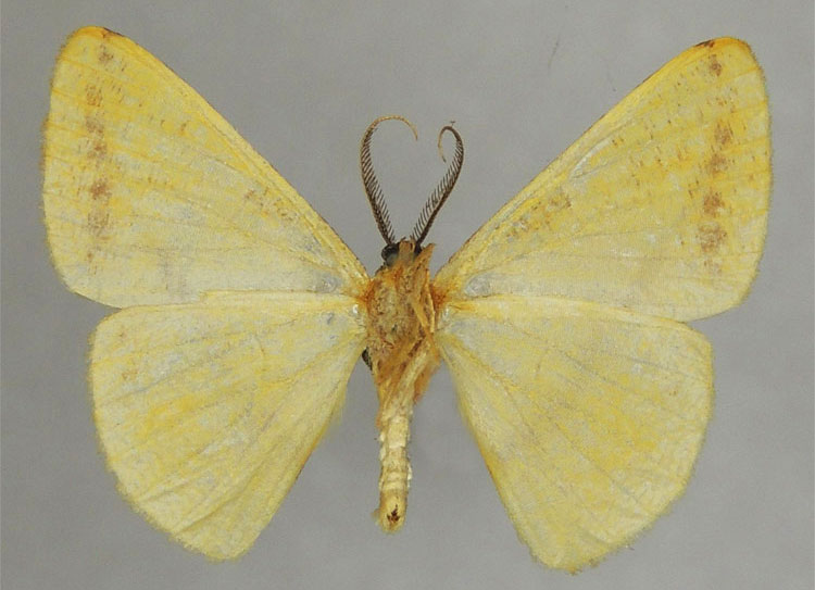 /filer/webapps/moths/media/images/P/pallens_Pigiopsis_HT_ZSMb.jpg