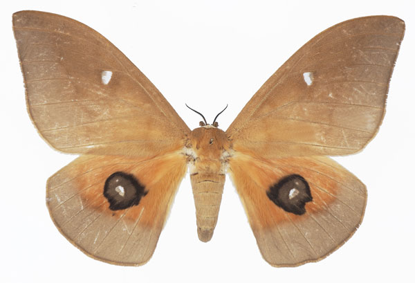 /filer/webapps/moths/media/images/P/pallens_Pseudobunaea_AF_Basquina.jpg