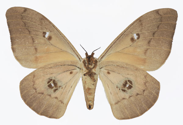 /filer/webapps/moths/media/images/P/pallens_Pseudobunaea_AF_Basquinb.jpg