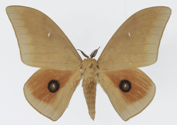 /filer/webapps/moths/media/images/P/pallens_Pseudobunaea_AM_Basquin_02a.jpg