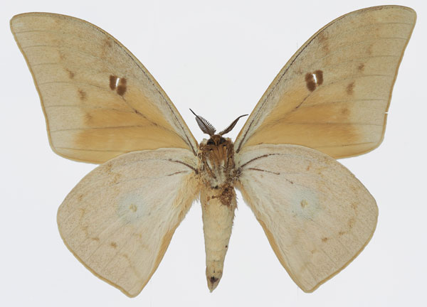 /filer/webapps/moths/media/images/P/pallens_Pseudobunaea_AM_Basquin_02b.jpg