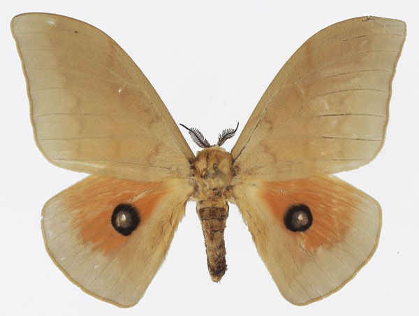 /filer/webapps/moths/media/images/P/pallens_Pseudobunaea_AM_Basquin_03.jpg