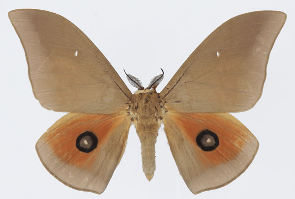 /filer/webapps/moths/media/images/P/pallens_Pseudobunaea_AM_Basquina.jpg
