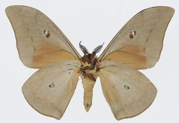 /filer/webapps/moths/media/images/P/pallens_Pseudobunaea_AM_Basquinb.jpg