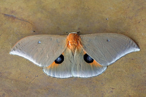 /filer/webapps/moths/media/images/P/pallens_Pseudobunaea_A_Voaden.jpg