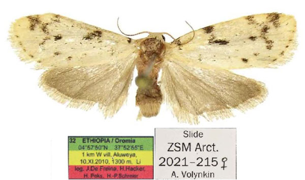/filer/webapps/moths/media/images/P/pallens_Siccia_AF_ZSM.jpg