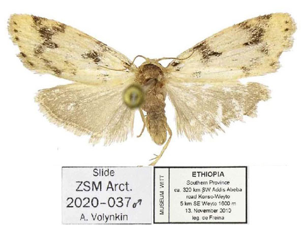 /filer/webapps/moths/media/images/P/pallens_Siccia_AM_ZSM_01.jpg