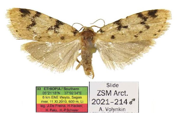 /filer/webapps/moths/media/images/P/pallens_Siccia_AM_ZSM_02.jpg