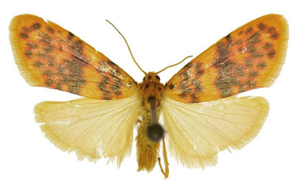 /filer/webapps/moths/media/images/P/pallescens_Afrasura_AM_ANHRT_02.jpg