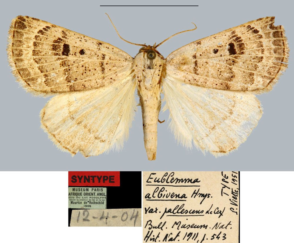 /filer/webapps/moths/media/images/P/pallescens_Eublemma_ST_MNHN.jpg