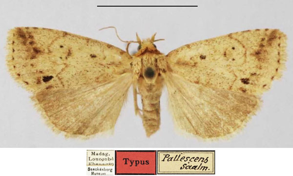 /filer/webapps/moths/media/images/P/pallescens_Euperia_HT_SNMF.jpg