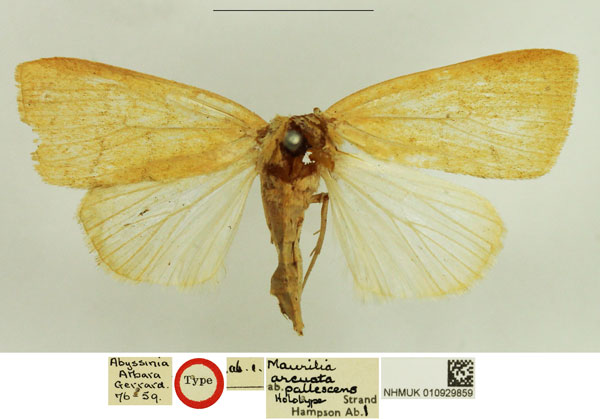 /filer/webapps/moths/media/images/P/pallescens_Maurilia_HT_NHMUK.jpg